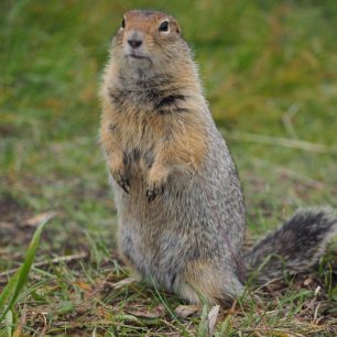 O trekování na Kamčatce se říká, že je to peklo v ráji. Kouřící vulkány, čertovské čoudíky, bahenní sopky, nekonečné pláně, černá lávová pole, medvědi, nebojácní svišti, maxiborůvky, řeky plné lososů, ale také hejna krvelačných komárů...