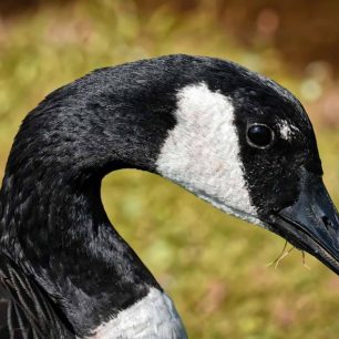 Na dosah divočině západní Kanady.