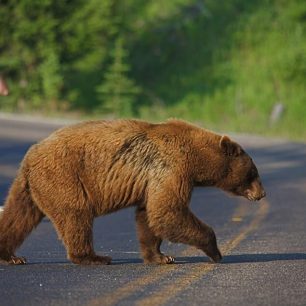 Medvědi jsou v divočině západní Kanady doma.