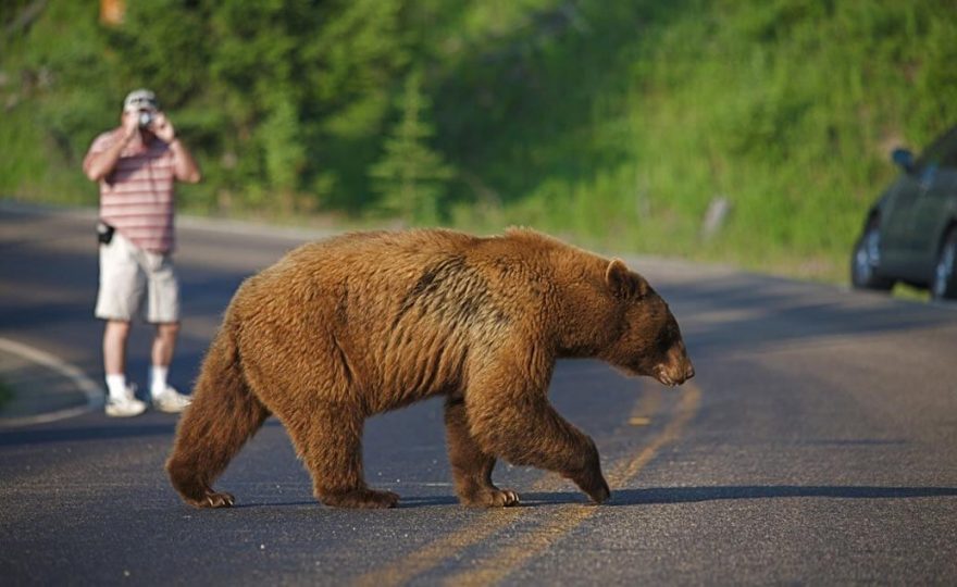 Medvědi jsou v divočině západní Kanady doma.