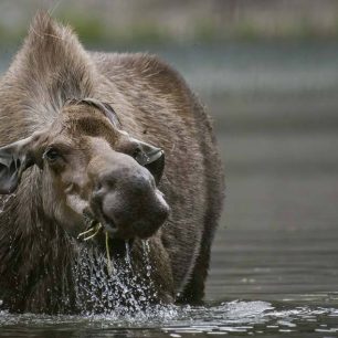 Na dosah divočině západní Kanady.