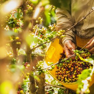 Kávu pěstují kolumbijští farmáři stále tradičním způsobem.