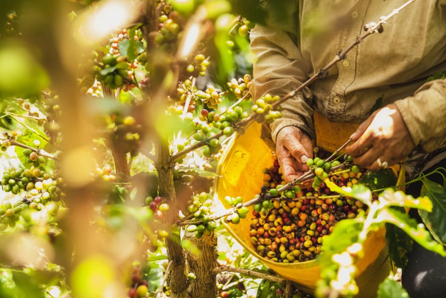 Kávu pěstují kolumbijští farmáři stále tradičním způsobem.