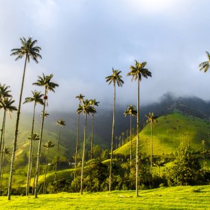 Oblíbený jednodenní trek v národním parku Los Nevados vede do Cocora Valley, Kolumbie.