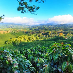 Pohled na kávové plantáže poblíž Manizales v kávovém trojúhelníku Kolumbie.