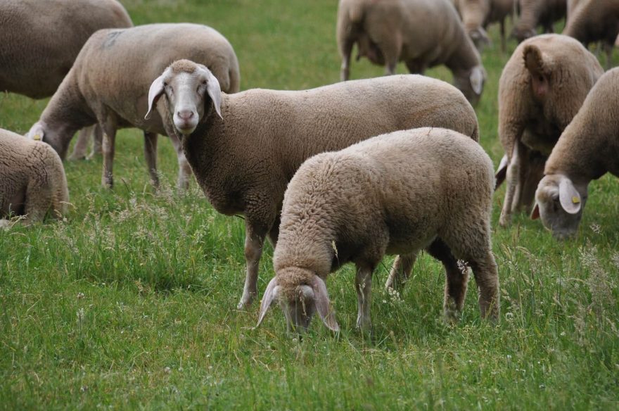 Merino vlna pochází ze speciálního plemene ovcí, chovaných zejména v Austrálii a na Novém Zélandu. Vyniká hlavně skvělými termoregulačními vlastnostmi.