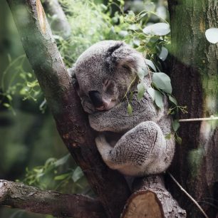 Koala, Austrálie