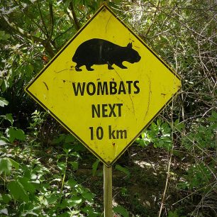Pozor na wombaty na cestě