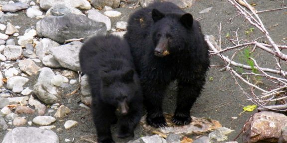 SETKÁNÍ SE ZVÍŘATY V OUTDOOROVÉM PROSTŘEDÍ