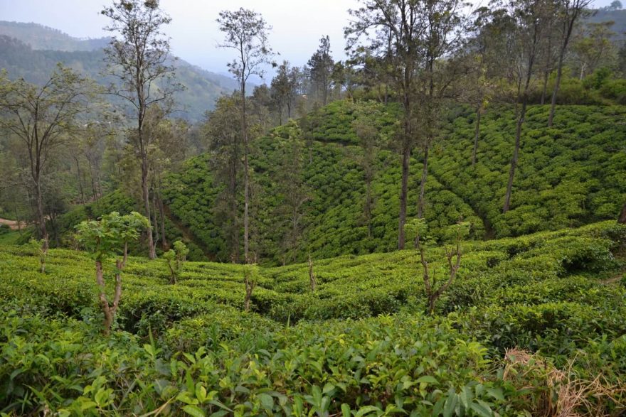 Čajové plantáže cestou na Ella Rock, Srí Lanka