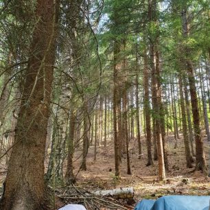 Nocování v lese je taky fajn, ale pozor na uzávěry lesů.