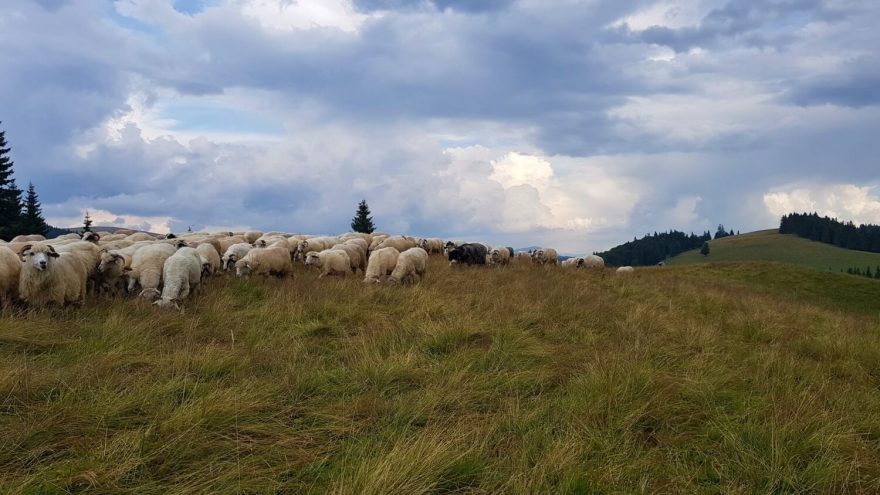 Pastevců a stád ovcí v rumunských Karpatech ubývá