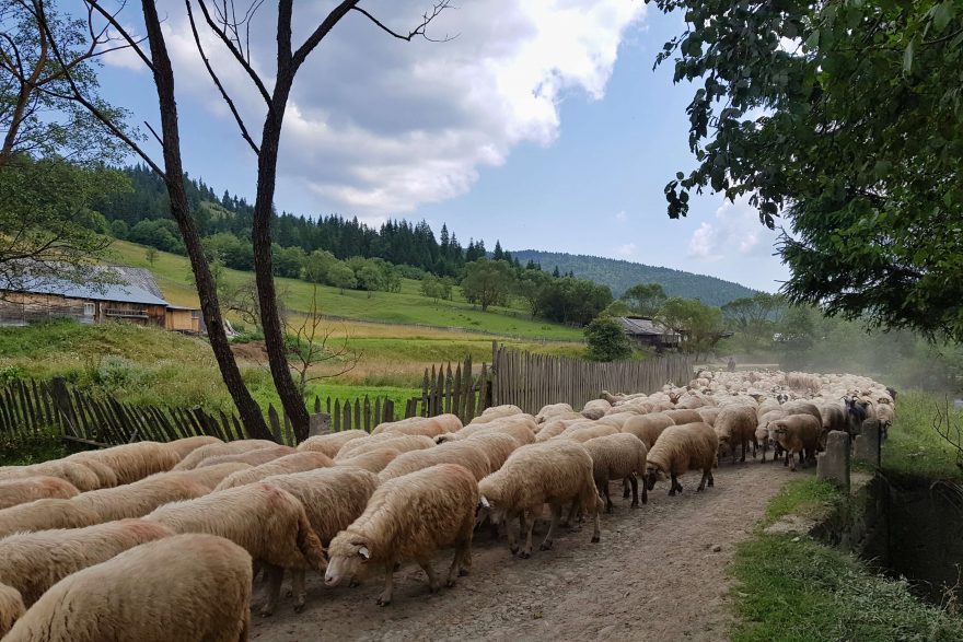 Vesnice Ciobăniş, Rumunsko