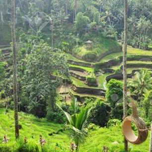 Procházka v rýžových polích Tegalalang