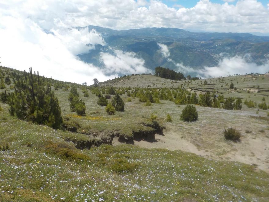 Kvetoucí louka ve výšce okolo 3500 m n.m., výstup na Tajumulco, nejvyšší vrchol Guatemaly.
