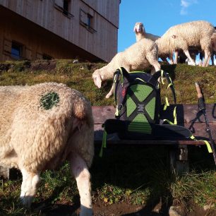 I ovce by braly batoh CAMP M45