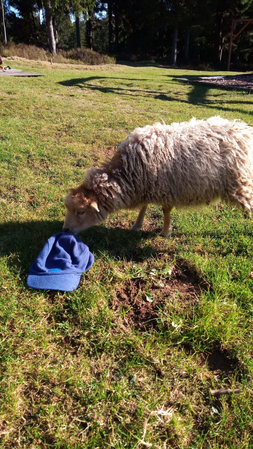 To je od kolegyň z Austrálie - BUFF PACK MERINO WOOL FLEECE CAP