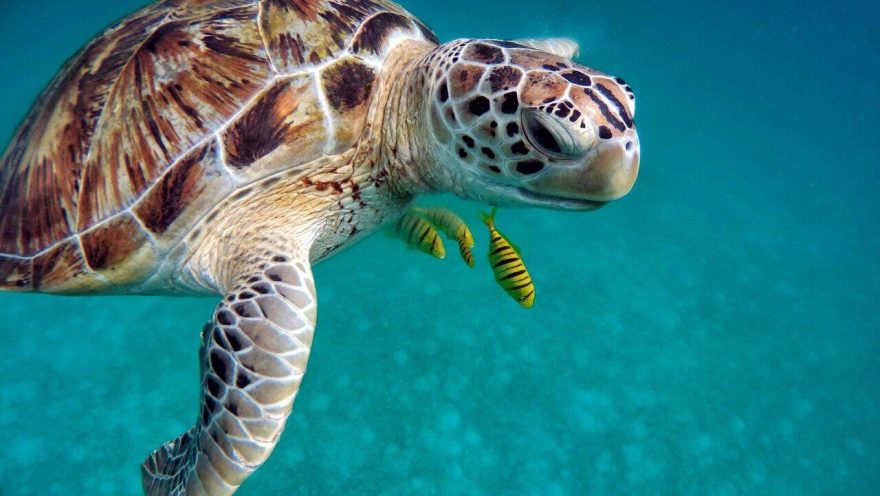 Šnorchlování a potápění při dovolené na Maledivách patří k tomu nejlepšímu na světě.