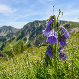 Belianské Tatry tvoří namísto žulových štítů jako ve zbytku Tater bělostné vápencové skály a svěží zelené louky.