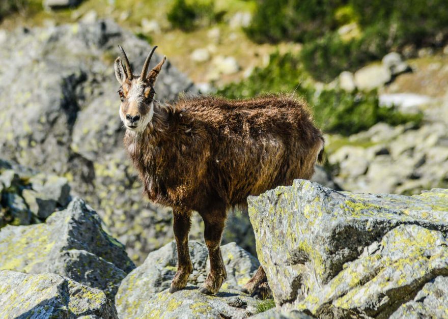 Kamzík, Vysoké Tatry, Slovensko.