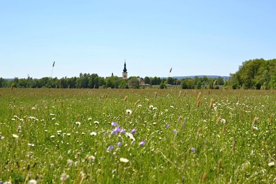 Trasa přes Litovelské Pomoraví nadchne na jaře i všechny botaniky a potěší romantické duše.