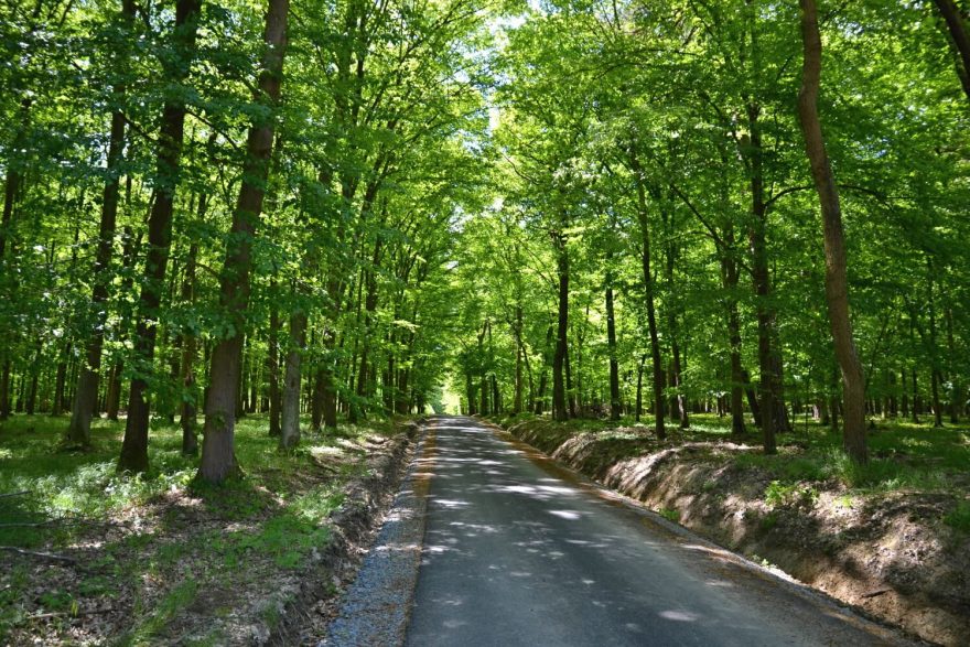 Litovelské Pomoraví je rájem lužních lesů.