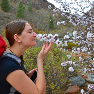 V únoru kvetou Gran Canarii mandloně.