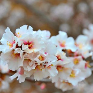 V únoru kvetou Gran Canarii mandloně.