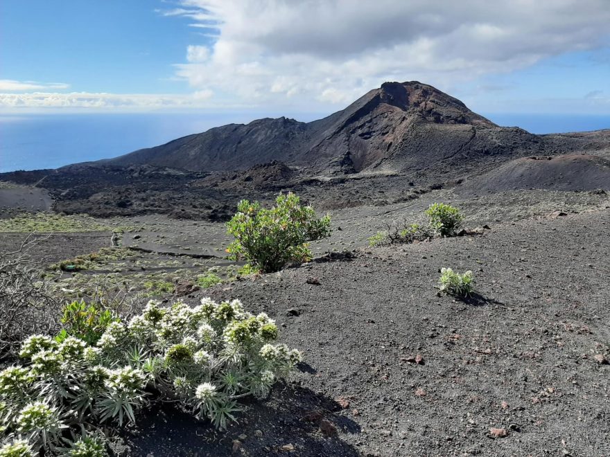 Sopka Tenequía a zřetelný proud zkamenělé lávy. Ruta de los Volcanes, La Palma, Kanárské ostrovy