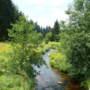 Český les, nedaleko Staré Knížecí Huti