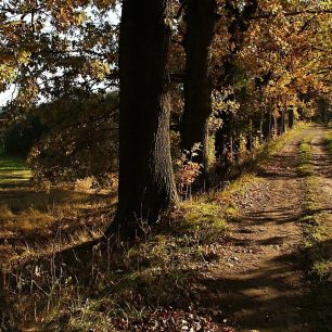 Prastará dubová alej slouží jako hráz rybníka, Jižní Čechy.