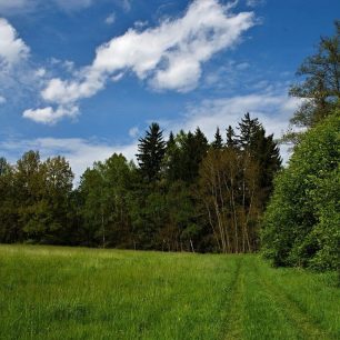 Svěží louky a lesy jsou pokladem české přírody.