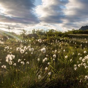 Suchopýr je v Čechách ohrožená rostlina, kterou najdete na slatinných lukách a rašeliništích. V norských horách roste naopak na každém kroku.