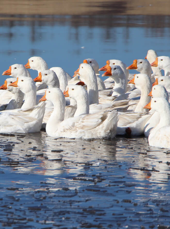 Etický kodex je garancí dobrého života hus a kachen
