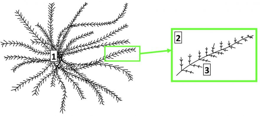 Nákres peří - 1. jádro, 2. nejjemnější vlákna, 3. háčky zabraňující klouzání, Foto - University of Leeds