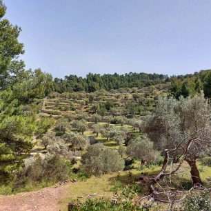 Trasa GR 221 vede četnými olivovými háji v pohoří Serra de Tramuntana, Mallorca.