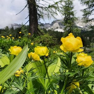 Kvetoucí upolíny, Dolina Triglavských jezer, Julské Alpy, Slovinsko