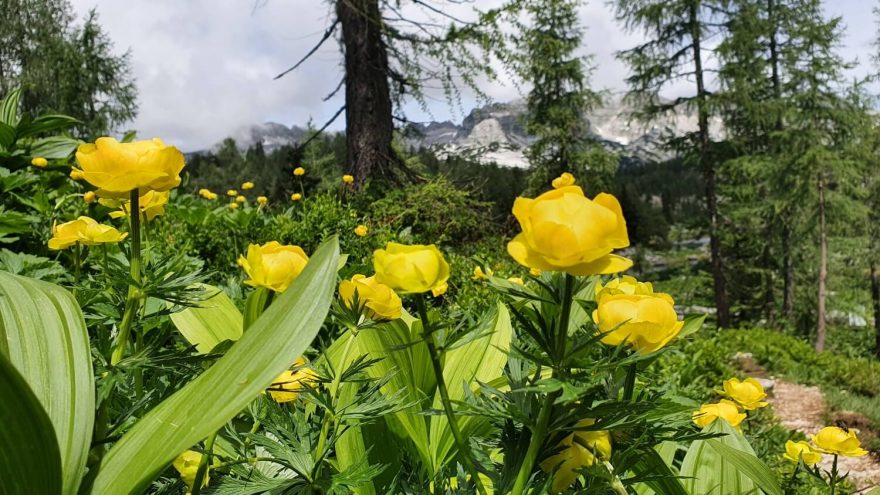Kvetoucí upolíny, Dolina Triglavských jezer, Julské Alpy, Slovinsko