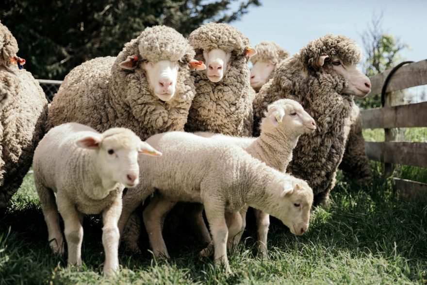 Merino vlna je extrémně jemná vlna, kterou produkuje plemeno ovce známé jako Merino.