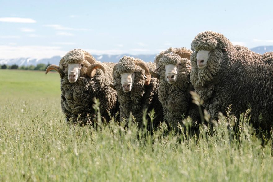 Největšími světovými producenty vlny merino jsou Austrálie a Nový Zéland.