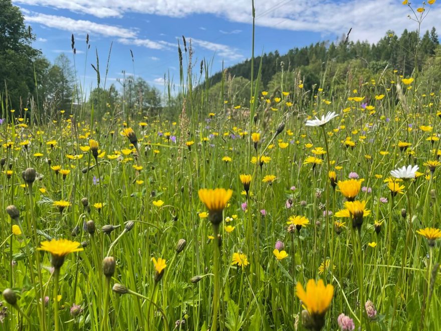 Den 13 - louka. Přeběh Severní stezky podél severní hranice ČR