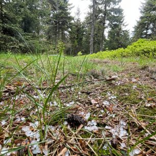 Den 8 - Velký Vápenný. Přeběh Severní stezky podél severní hranice ČR