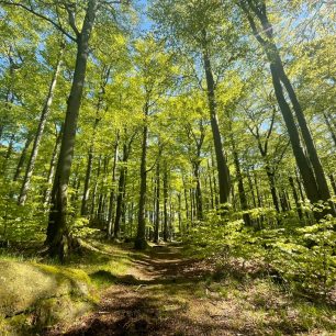 Den 9 - Poledník, Jizerské hory. Přeběh Severní stezky podél severní hranice ČR
