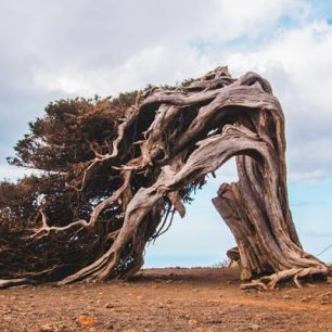 Arbol Santo Garoé, neboli Svatý strom. El Hierro, Kanárské ostrovy