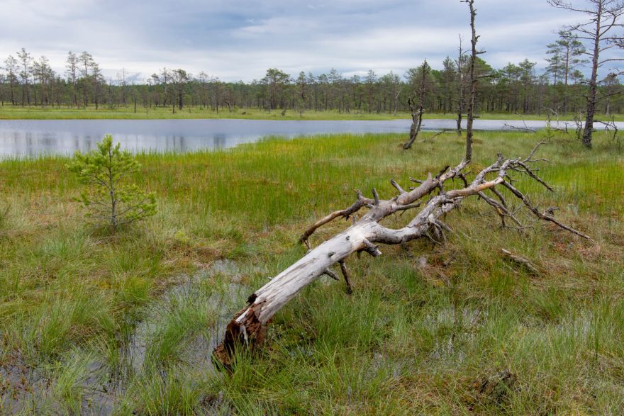 Ve vnitrozemí najdeme unikátní bažinní systémy, protkané řadou stezek a chodníků. NP Lahemaa, Estonsko