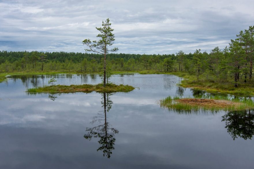 Ve vnitrozemí najdeme unikátní bažinní systémy, protkané řadou stezek a chodníků. NP Lahemaa, Estonsko