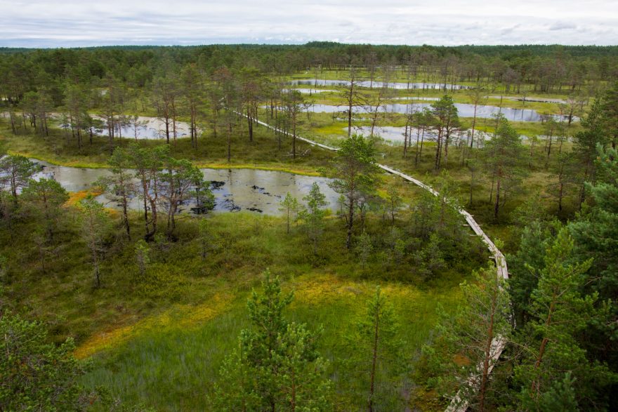 Ve vnitrozemí najdeme unikátní bažinní systémy, protkané řadou stezek a chodníků. NP Lahemaa, Estonsko