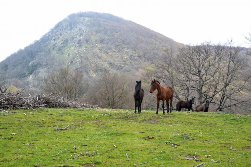 Volně se pasoucí koně, Nebrodi, Sicílie, Itálie