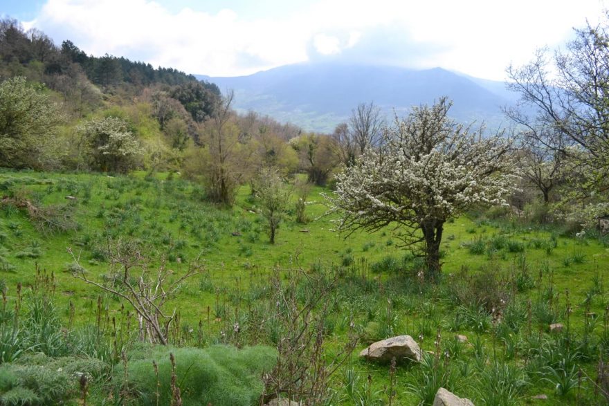 Kvetoucí ovocné stromy, Nebrodi, Sicílie, Itálie
