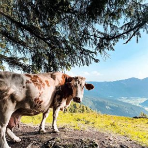 Při sestupu - Intersport Donnerkogel Klettersteig, Gosausee, Solná komora, Salzkammergut, rakouské Alpy. Foto Jana Souralová